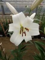 [5196 Agostini VH No01.JPG]